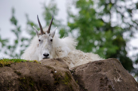 Mountain goat looking down from rockの写真素材