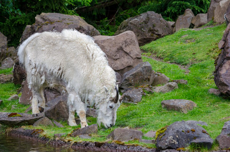 Mountain goat looking down from rockの写真素材