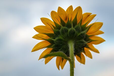 rear profile view of a sunflower with sky.の写真素材