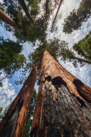 Giant Sequoia trees that have survived a forest fire.の写真素材