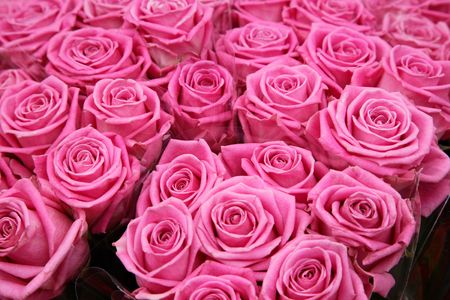 Pink Rosesの写真素材