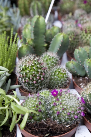 Cactus for sale on market stallの写真素材