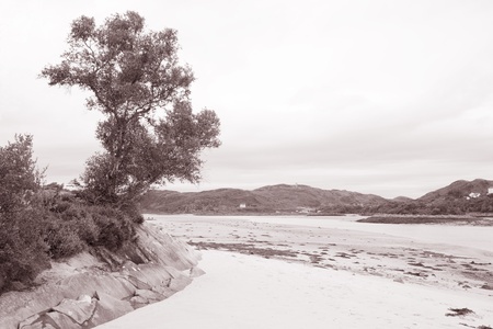 Tree at Morar Bay Beach, Scotland in Black and White Sepia Toneの写真素材