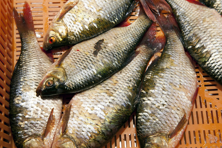 Fish Background - Central Market, Riga