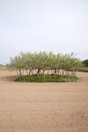 Fig Tree, Formentera, Balearic Islands, Spain