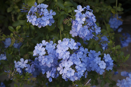 Geranium Flower Background in Gardenの写真素材