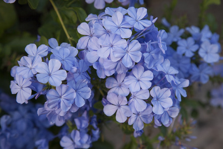 Geranium; Flower Background in Garden Settingの写真素材