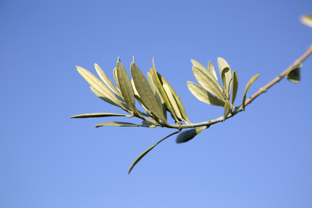 Olive Tree Branch, Provence; Franceの写真素材