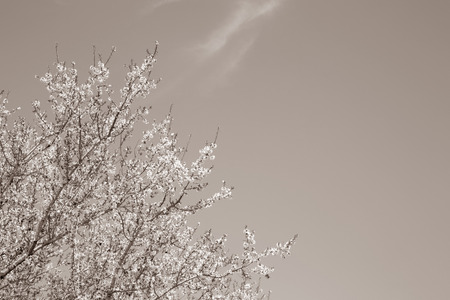 Blossom on Tree with Sky Background in Black and White Sepia Toneの写真素材