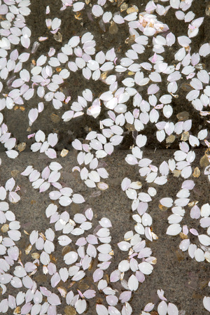 Blossom Petal on Water Background, Kings Garden - Kungstradgarden Stockholm; Swedenの写真素材