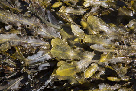 Seaweed Background, Valdovino Beach; Galicia; Spain