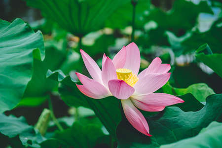 red lotus and green lotus leafの写真素材