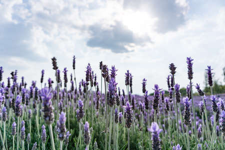 swaying lavenderの写真素材