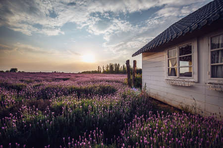 White house and sea of lavender flowersの写真素材