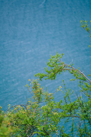 Close-up shot of plants against the background of a lakeの写真素材