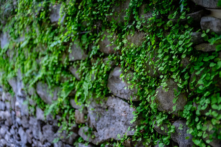 Green leaves on the stone wall. Natural background. Selective focus. Plants growing in the ancient...