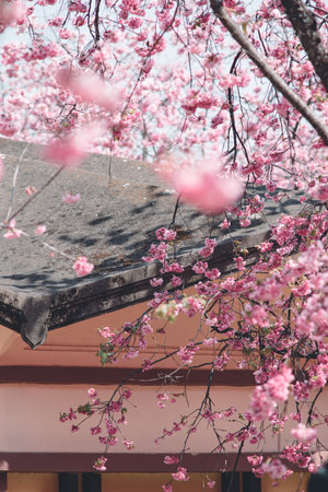 Cherry blossoms in full bloom in Kyoto, Japan. Cherry blossom is one of the most beautiful flowers in the world.の写真素材