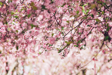 Cherry blossom in spring time, pink sakura flowers.