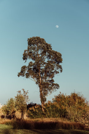 A single tree on a hillside with the moon in the backgroundの写真素材