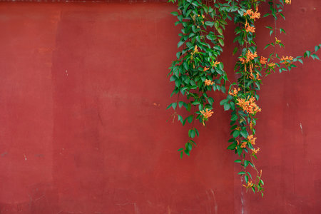 Red wall with green plant and orange flower. Red wall background.の写真素材