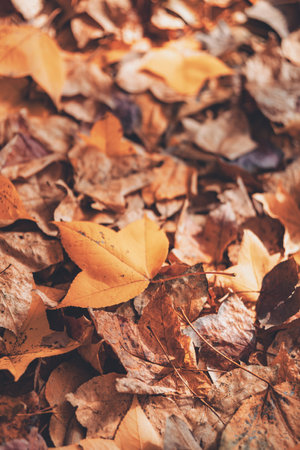 Autumn leaves on the ground. Selective focus. nature.
