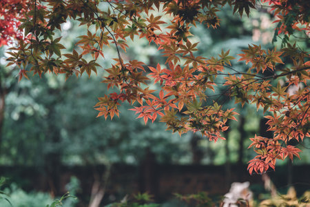 Red maple leaves in autumn season, vintage color tone and selective focus.の写真素材