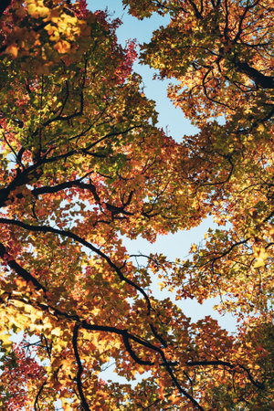 Autumn leaves on the branches of trees in the park. Autumn background.の写真素材