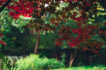 Beautiful red maple leaves in autumn season in japanese garden.の写真素材