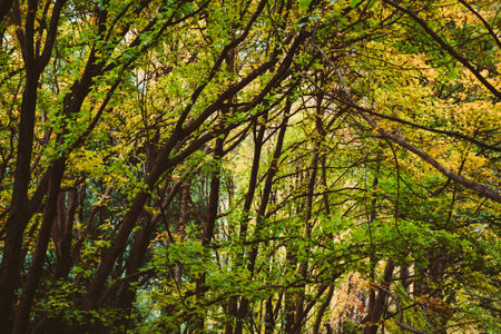 Autumn forest with yellow and green leaves. Beauty in nature.の写真素材