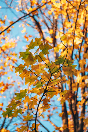 Autumn yellow maple leaves on the background of the blue sky.の写真素材