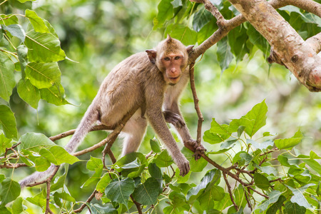 A monkey in a tree looking up and relaxの写真素材