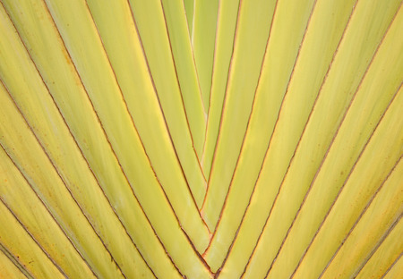 One of the pattern on the palm leaves Thailandの写真素材