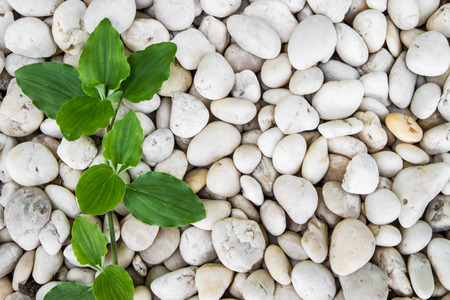 Background texture of stone wall with leavesの写真素材