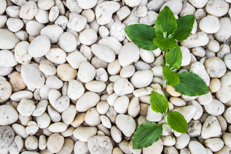 Background texture of stone wall の写真素材
