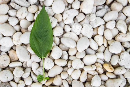 Background texture of stone wall の写真素材