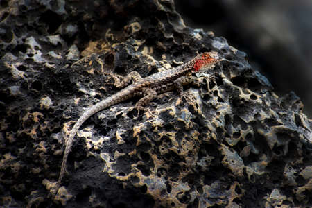Male EspaÃ±ola Lava Lizard or Hood Lava Lizard (Microlophus delanonis) on Punta Suarez, EspaÃ±ola Island Galapagos, it is a endemic species.の写真素材
