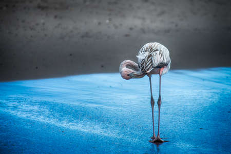 Juvenile Galapagos Flamingo or Caribbean Flamingo Phoenicopterus Ruber cleans its feathers after feeding on the beach at Post Office Bay on Isla Floreana.の写真素材