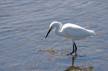 A snowy egret looking a marsh for fish