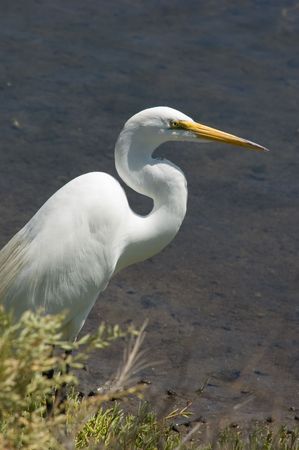 Great Egret looking out to the water in wetlands
