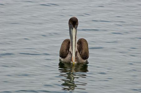 A closeup of a pelican fishingの写真素材