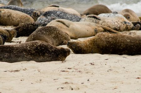 Seals take a nap on a beach in La Jolla, California