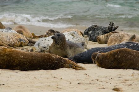 One seal awake among a sleaping groupの写真素材