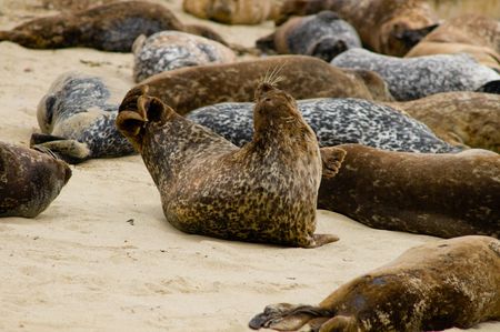 A seal stretching on a beach in La Jolla, Californiaの写真素材