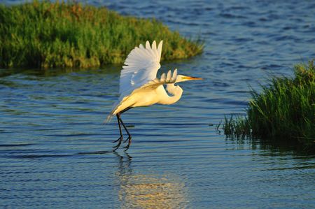 Egret in the wetlands of Southern California