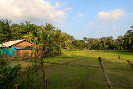 Rice Fields in Sri Lankaの写真素材