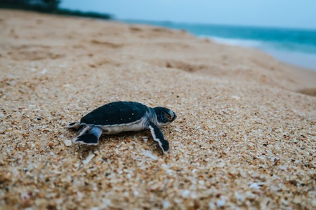 Newborn baby sea turtle reachting the ocean, Sri Lankaの写真素材