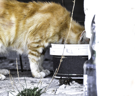 Urban cat ratingの写真素材