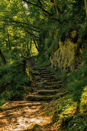 Dark path in the forestの写真素材