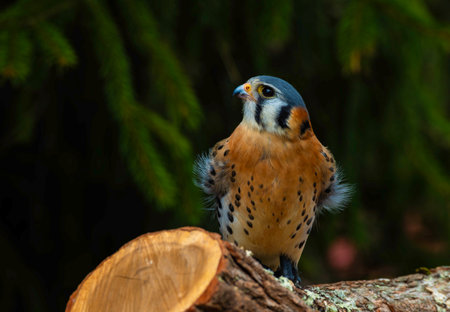 Male Common Kestrel (Falco tinnunculus) sitting on a logの写真素材