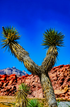 Joshua Tree in Arizona Desertの写真素材